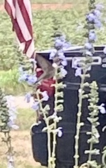 Archilochus alexandri