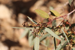 Eucalyptus coolabah