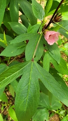 Hibiscus sabdariffa