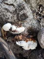 Rigidoporus populinus
