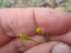 Bidens heterosperma