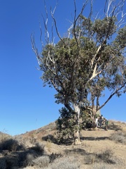 Eucalyptus polyanthemos