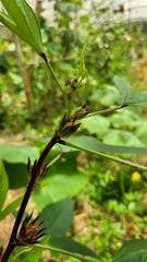 Hibiscus sabdariffa