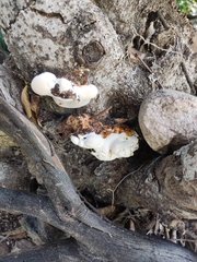 Rigidoporus populinus