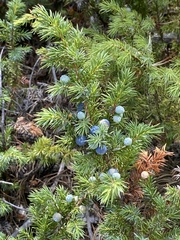Juniperus scopulorum