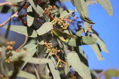 Eucalyptus coolabah