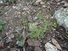 Bidens heterosperma