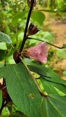 Hibiscus sabdariffa