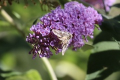 Autographa californica