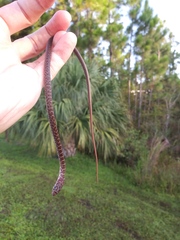 Coluber constrictor priapus