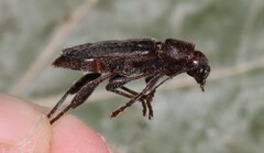 Xylotrechus sagittatus