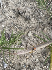 Hippodamia convergens