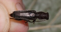Xylotrechus sagittatus