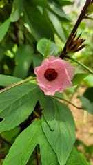 Hibiscus sabdariffa