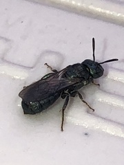 Ceratina calcarata