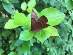 Abisara echerius