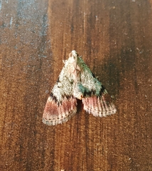 Epipaschia superatalis