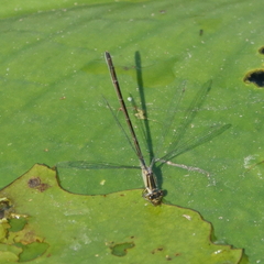 Ischnura heterosticta
