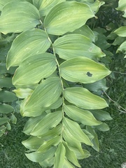 Polygonatum biflorum
