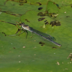 Ischnura heterosticta