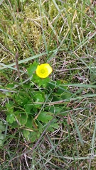 Ranunculus sulphureus