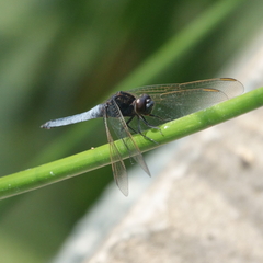 Crocothemis nigrifrons