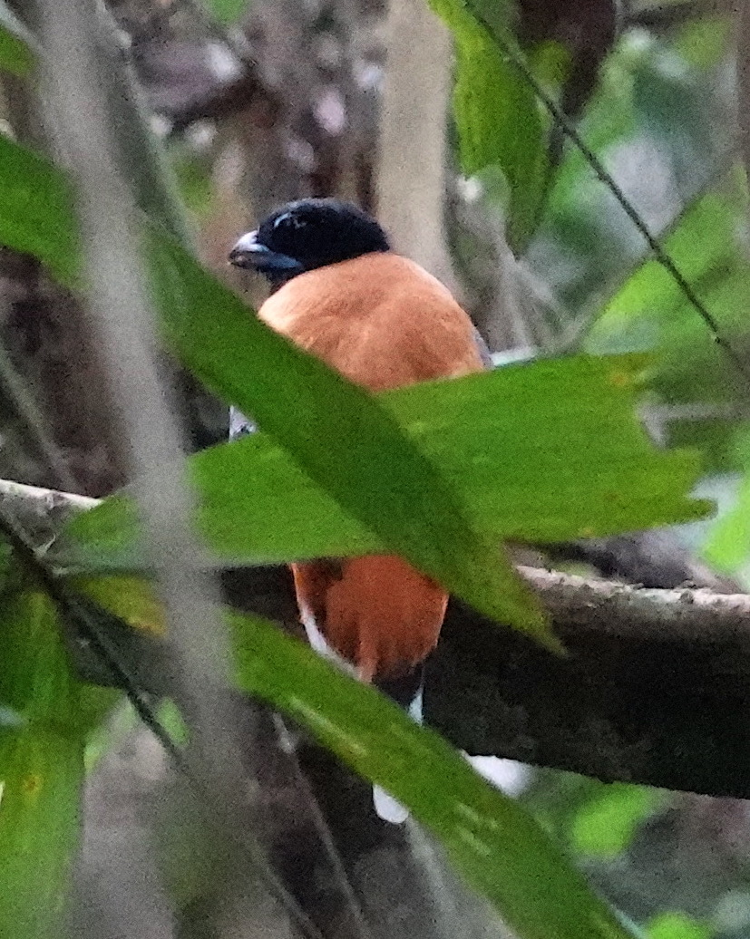 Cinnamon-rumped Trogon (Harpactes orrhophaeus), photo 2