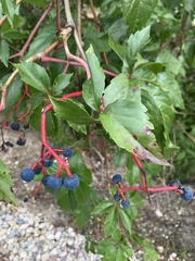 Parthenocissus quinquefolia