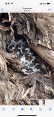Pantherophis obsoletus