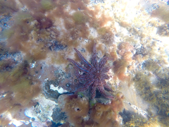 Coscinasterias muricata