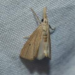 Eoreuma densellus