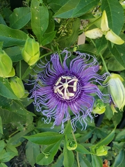 Passiflora incarnata × cincinnata