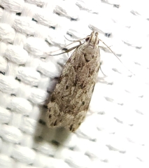 Anacampsis conclusella