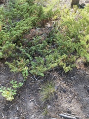 Juniperus scopulorum