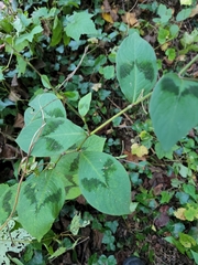 Persicaria filiformis