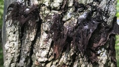 Stemonitis splendens