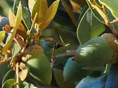 Mischocyttarus flavitarsis