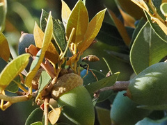 Mischocyttarus flavitarsis