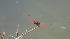 Trithemis