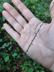 Persicaria filiformis