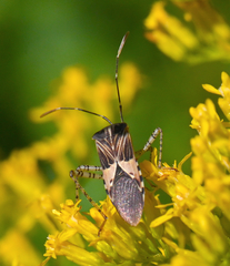Hypselonotus punctiventris