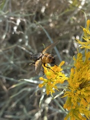 Paradejeania rutilioides
