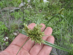 Cyperus fendlerianus