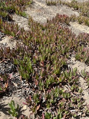 Carpobrotus