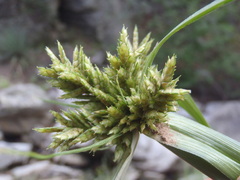 Cyperus fendlerianus