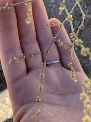 Eriogonum gracile