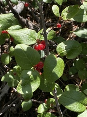 Shepherdia canadensis
