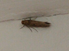 Tineinae