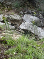 Cyperus fendlerianus