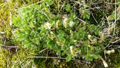 Cerastium nigrescens arcticum